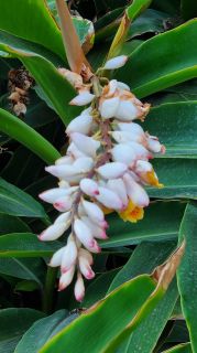 2024-01-GranCan-Jardin_de_la_Marquesa-098.jpg